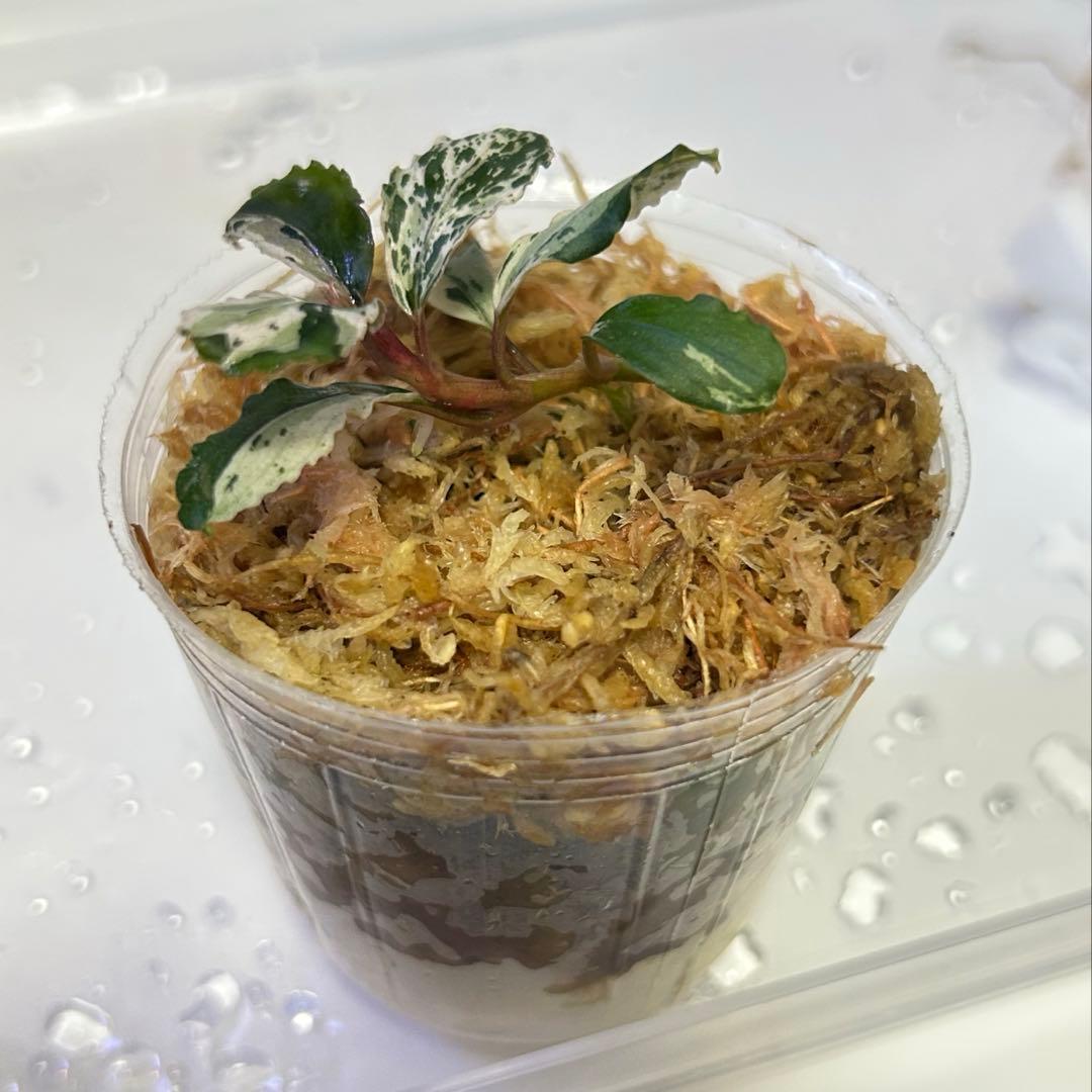 ブセファランドラspキャサリン、レッドベルベット、タイタン